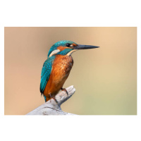 Fotografie Close-up of kingfisher perching on branch, Fabio Genovieri / 500px, 40 × 26.7 cm