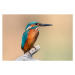 Fotografie Close-up of kingfisher perching on branch, Fabio Genovieri / 500px, 40 × 26.7 cm