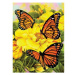 Malování podle čísel 22 × 30 cm - Motýlci na žlutých kytkách