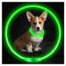 Reedog LED dobíjecí svítící obojek pro psy a kočky - zelená