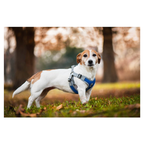 Vsepropejska Rigby prodyšné kšíry pro psa | 36 – 68 cm Barva: Modrá, Obvod hrudníku: 44 - 55 cm