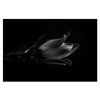 Umělecká fotografie Macro photo of tropical plant in black and white, KazanovskyAndrey, (40 x 26