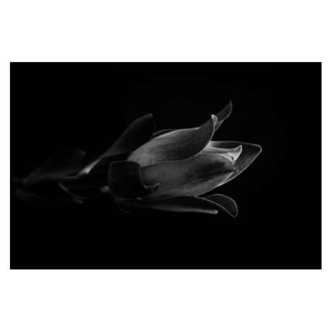 Fotografie Macro photo of tropical plant in black and white, KazanovskyAndrey, 40 × 26.7 cm