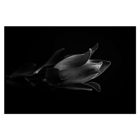 Umělecká fotografie Macro photo of tropical plant in black and white, KazanovskyAndrey, (40 x 26