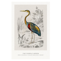 Obrazová reprodukce The Purple Heron (Bird / Zoology) - Charles D'Orbigny, 26.7 × 40 cm