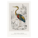 Obrazová reprodukce The Purple Heron (Bird / Zoology) - Charles D'Orbigny, 26.7 × 40 cm