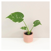 Monstera deliciosa ‘Thai constellation’ baby