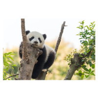 Fotografie Panda cub in a tree, Philippe LEJEANVRE, 40 × 26.7 cm