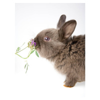 Umělecká fotografie bunny smelling a flower, frenc, (30 x 40 cm)