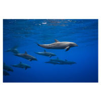 Fotografie Dolphins, Barathieu Gabriel, 40 × 26.7 cm