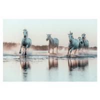 Fotografie Wild White Horses of Camargue running in water, Francesco Riccardo Iacomino, (40 x 26