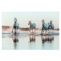 Fotografie Wild White Horses of Camargue running in water, Francesco Riccardo Iacomino, 40 × 26.