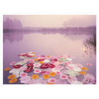 Fotografie Colorful flowers floating in lake at misty dawn, EschCollection, 40 × 30 cm