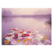 Fotografie Colorful flowers floating in lake at misty dawn, EschCollection, 40 × 30 cm