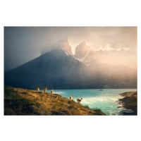 Fotografie Alpaca at Torres de Paine, Dennis Zhang, (40 x 26.7 cm)