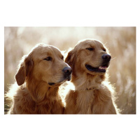 Fotografie GOLDEN RETRIEVER DOGS, Mike Brinson, 40 × 26.7 cm