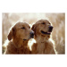 Fotografie GOLDEN RETRIEVER DOGS, Mike Brinson, 40 × 26.7 cm