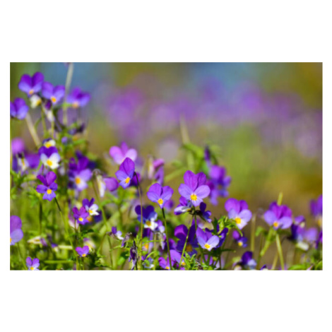 Fotografie Focus on wild pansys and defocused, Ingunn B. Haslekaas, 40 × 26.7 cm