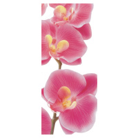 FTN V 2826 Vliesová fototapeta dveřní Pink orchid, velikost 90 x 202 cm