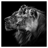 Umělecká fotografie Lion and Lioness Portrait, Laurent Lothare Dambreville, (40 x 40 cm)
