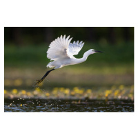 Fotografie Little egret flying above the pond., skynesher, (40 x 26.7 cm)
