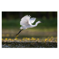 Fotografie Little egret flying above the pond., skynesher, 40 × 26.7 cm