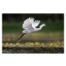 Fotografie Little egret flying above the pond., skynesher, 40 × 26.7 cm