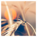 Fotografie Ladybug sitting on wheat during sunset, Pawel Gaul, 40 × 40 cm