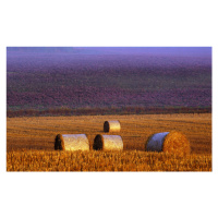 Fotografie Farmers field, Allan Wallberg, 40 × 24.5 cm