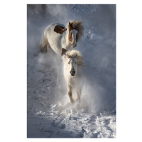 Fotografie Two Horses, Chuanxu Ren, (26.7 x 40 cm)