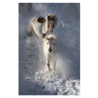 Fotografie Two Horses, Chuanxu Ren, 26.7 × 40 cm