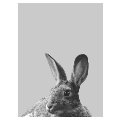 Ilustrace Grey rabbit, Finlay & Noa, (30 x 40 cm)