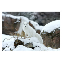 Umělecká fotografie Arctic fox in snow, Jason Paige, (40 x 26.7 cm)