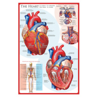 Plakát, Obraz - The heart, 91.5 cm