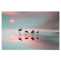 Umělecká fotografie Family flamingos, Natalia Baras, (40 x 26.7 cm)