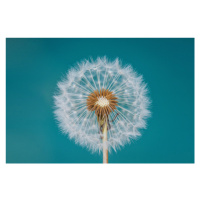 Fotografie Dandelion, Bess Hamiti, 40 × 26.7 cm