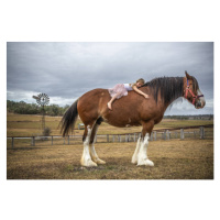 Fotografie Small girl lying on huge Clydesdale horse, David Trood, 40 × 26.7 cm