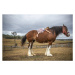 Fotografie Small girl lying on huge Clydesdale horse, David Trood, 40 × 26.7 cm