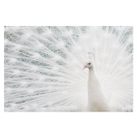 Fotografie Closeup of a White Peacock bird, Cindy Prins, 40 × 26.7 cm