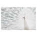 Fotografie Closeup of a White Peacock bird, Cindy Prins, 40 × 26.7 cm