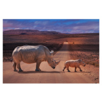 Umělecká fotografie Rhinos Crossing, Marcel Egger, (40 x 26.7 cm)