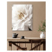 Obrazy na stěnu - Detail bílé květiny Rozměr: 80x100 cm, Rámování: bez rámu a bez vypnutí plátna