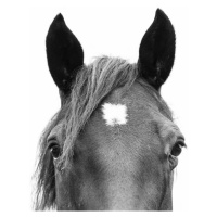 Umělecká fotografie Peeking Horse, Sisi & Seb, (40 x 30 cm)