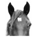 Fotografie Peeking Horse, Sisi & Seb, (40 x 30 cm)