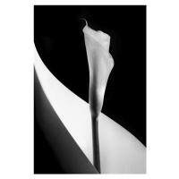 Fotografie Calla lily, Stephen Clough, 26.7 × 40 cm