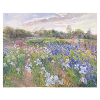 Obrazová reprodukce Sunsparkle on Irises, 1996, Timothy Easton, 40 × 30 cm