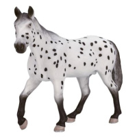 Mojo Appaloosa hřebec