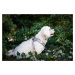 Vsepropejska Neve postroj pro psa s vodítkem | 23 – 49 cm Barva: Šedo-růžová, Obvod hrudníku: 41