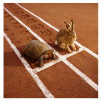 Fotografie TORTOISE AND HARE ON TRACK, GK Hart/Vikki Hart, 40 × 40 cm