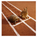 Fotografie TORTOISE AND HARE ON TRACK, GK Hart/Vikki Hart, 40 × 40 cm